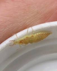 Attēlu rezultāti vaicājumam “Hemerobius perelegans”