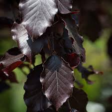 Attēlu rezultāti vaicājumam “Fagus sylvatica fo. purpurea leaf”