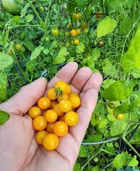 Afbeeldingsresultaat voor broad ripple yellow currant tomato