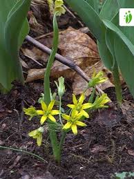 Attēlu rezultāti vaicājumam “Gagea lutea leaf”