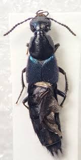 Billedresultat for rovbille