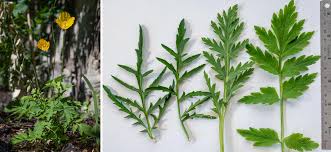 Image result for Meconopsis cambrica