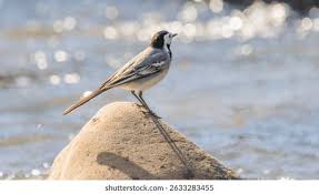 Attēlu rezultāti vaicājumam “Motacilla alba”