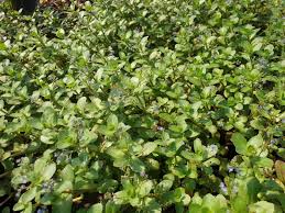 Attēlu rezultāti vaicājumam “Veronica beccabunga bud”