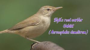 Attēlu rezultāti vaicājumam “Acrocephalus dumetorum”