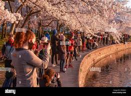 Image result for "cherry blossom" washington