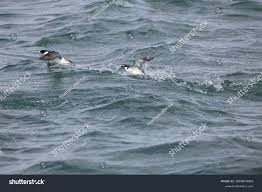 Image result for Synthliboramphus antiquus