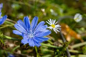 Attēlu rezultāti vaicājumam “Cichorium intybus flower”
