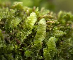 Attēlu rezultāti vaicājumam “Calypogeia suecica”