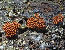 Attēlu rezultāti vaicājumam “Arcyria, Heterotrichia sp.”