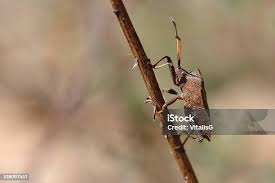 Attēlu rezultāti vaicājumam “Ontholestes murinus”