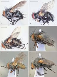 Attēlu rezultāti vaicājumam “Tachinidae”