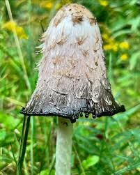 Attēlu rezultāti vaicājumam “Coprinus comatus”