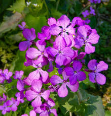 Attēlu rezultāti vaicājumam “Lunaria annua flower”