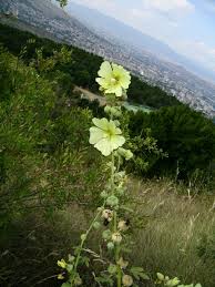 Image result for Alcea rugosa