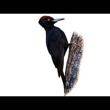 Attēlu rezultāti vaicājumam “Dryocopus martius”