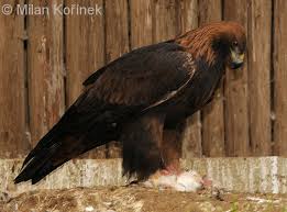 Attēlu rezultāti vaicājumam “Aquila chrysaetos”