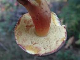 Attēlu rezultāti vaicājumam “Xerocomus pruinatus”