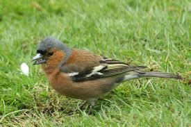 Attēlu rezultāti vaicājumam “Fringilla coelebs male”