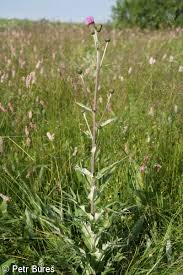 Attēlu rezultāti vaicājumam “Cirsium heterophyllum leaf”