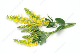 Attēlu rezultāti vaicājumam “Melilotus officinalis”