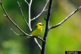 Image result for Vermivora peregrina