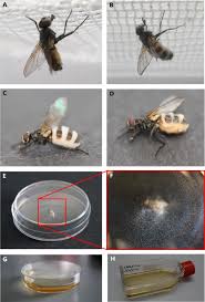 Attēlu rezultāti vaicājumam “Entomophthora”