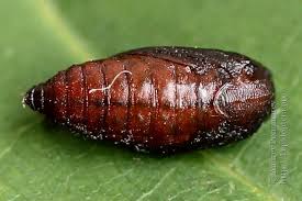 Attēlu rezultāti vaicājumam “Semioscopis steinkellneriana”