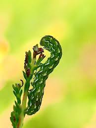 Attēlu rezultāti vaicājumam “Anarta myrtilli larva”