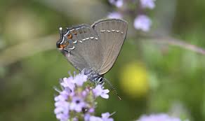 Attēlu rezultāti vaicājumam “Satyrium ilicis underside”