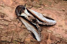 Attēlu rezultāti vaicājumam “Pheosia gnoma”