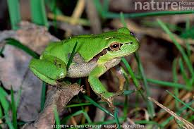 Attēlu rezultāti vaicājumam “Hyla arborea”