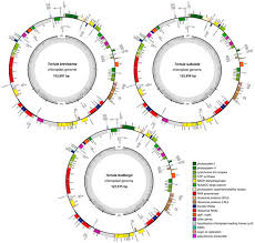 Attēlu rezultāti vaicājumam “Tortula subulata sporophyte”