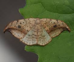 Attēlu rezultāti vaicājumam “Drepana falcataria”