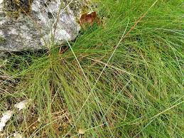 Attēlu rezultāti vaicājumam “Deschampsia flexuosa bud”