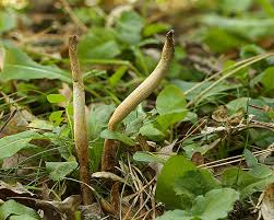 Attēlu rezultāti vaicājumam “Clavaria fumosa”