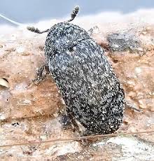 Attēlu rezultāti vaicājumam “Dermestes murinus”