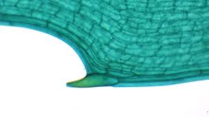 Attēlu rezultāti vaicājumam “Hydrilla verticillata leaf”