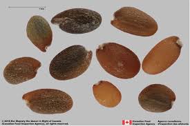 Attēlu rezultāti vaicājumam “Diplotaxis tenuifolia fruit”