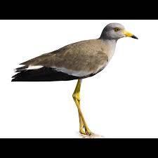 Attēlu rezultāti vaicājumam “Vanellus vanellus adult”