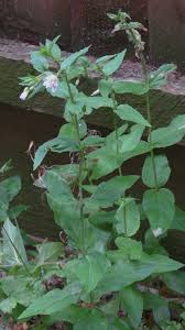Attēlu rezultāti vaicājumam “Epilobium montanum leaf”