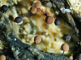 Attēlu rezultāti vaicājumam “Didymium crustaceum plasmodium”