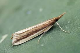 Attēlu rezultāti vaicājumam “Donacaula mucronella”