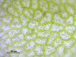 Attēlu rezultāti vaicājumam “Fossombronia wondraczekii”