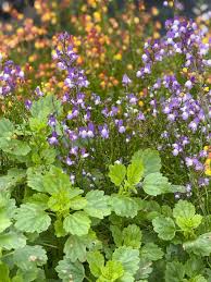 Attēlu rezultāti vaicājumam “Linaria loeselii”