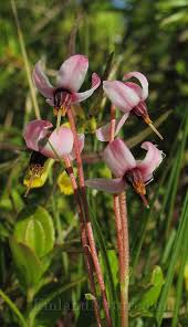 Attēlu rezultāti vaicājumam “Oxycoccus flower”