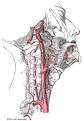 Infrahyoid branch of superior thyroid artery - Wikipedia, the free ...