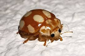 Attēlu rezultāti vaicājumam “Calvia decemguttata”