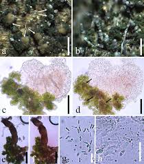 Attēlu rezultāti vaicājumam “Micarea sp.”
