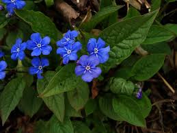 Attēlu rezultāti vaicājumam “Omphalodes verna”